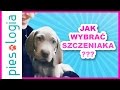 Wybór szczeniaka.